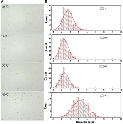 Thermal-tolerant potential of ordinary Chlorella pyrenoidosa and the promotion of cell harvesting by heterotrophic cultivation at high temperature